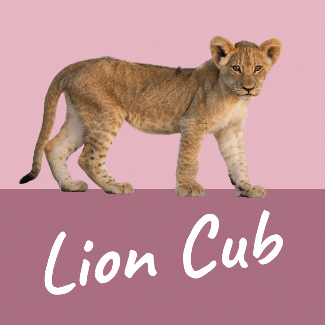 Cub