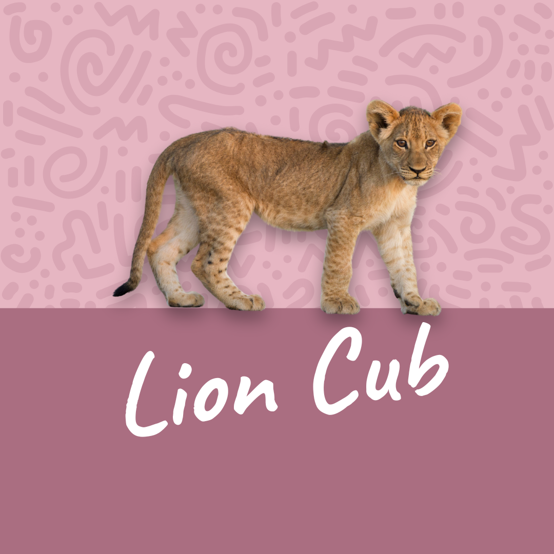 Lion Cub