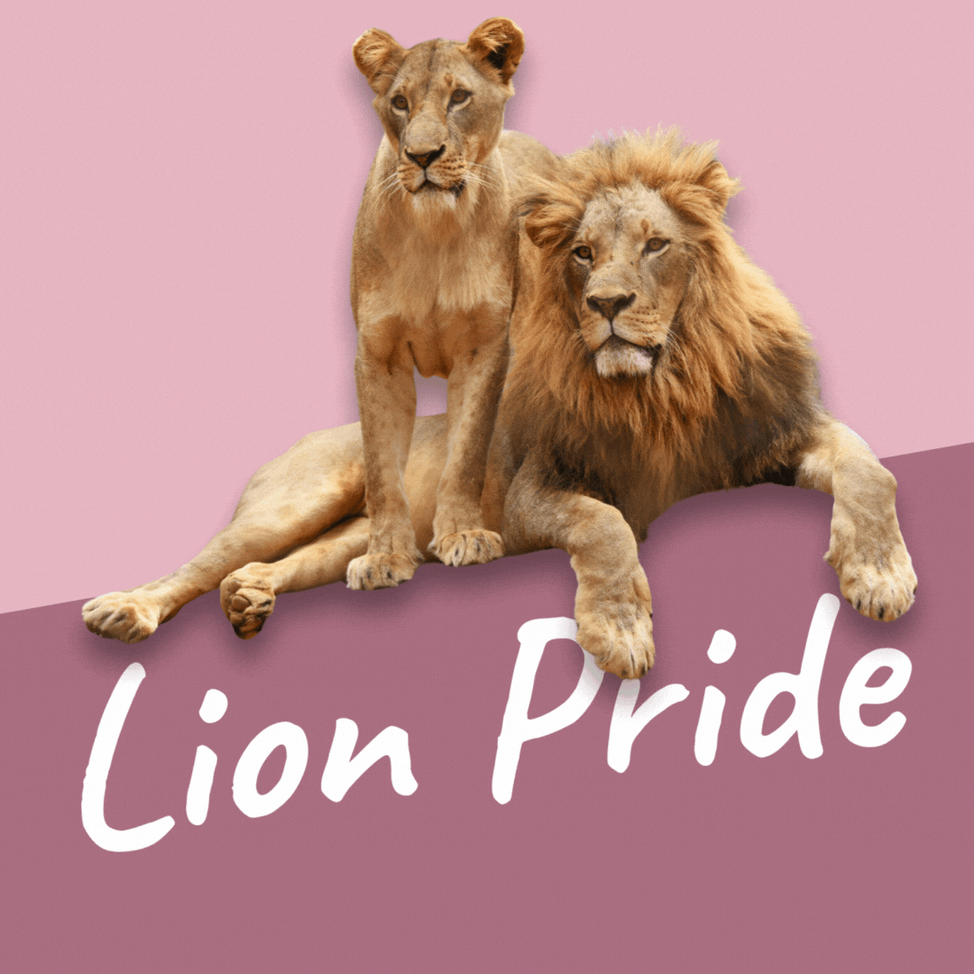 Lion Pride Course